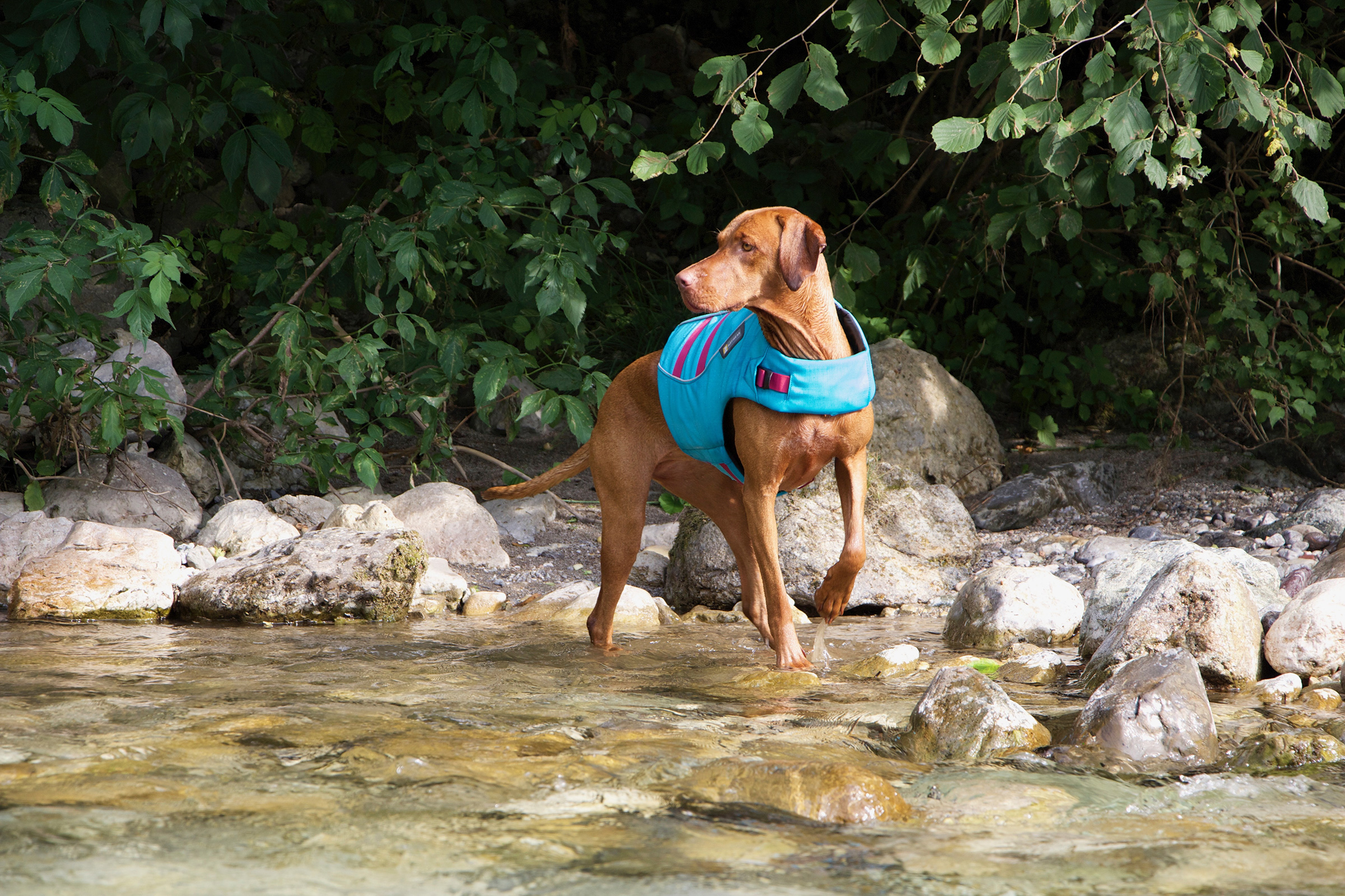 Medium sized light brown dog with a teal coloured life jacket on, standing in a shallow river.